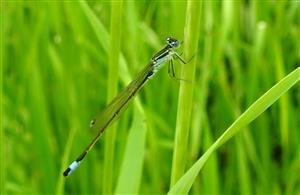 Šidielko väčšie (Ischnura elegans)