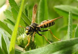 Osa dravá (Polistes dominula)