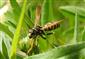 Polistes dominulus (Christ, 1791)  
