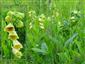 Náprstník veľkokvetý (Digitalis grandiflora)