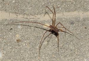Trasavka škvrnitá (Hoplopholcus forskali)