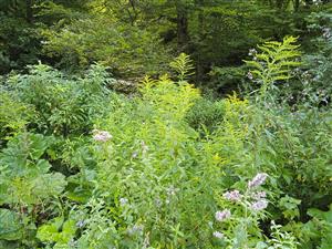 Solidago canadensis 