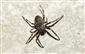 Nuctenea umbratica (Clerck, 1757)