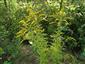 Solidago canadensis 