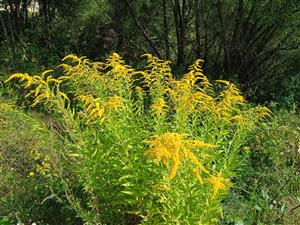 Solidago canadensis 