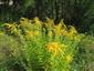 Solidago canadensis 