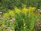 Solidago canadensis 