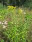 Solidago canadensis 