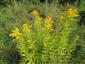 Solidago canadensis 