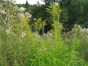 Solidago canadensis 