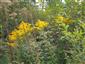 Solidago canadensis