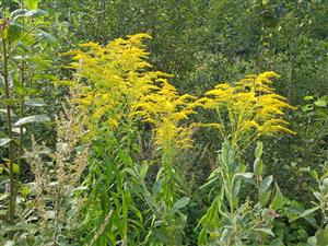 Solidago canadensis 