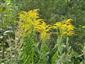 Solidago canadensis 