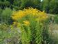 Solidago canadensis 