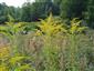 Solidago canadensis