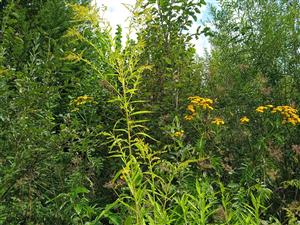 Solidago canadensis 