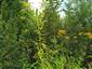 Solidago canadensis 