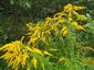 Solidago canadensis 