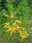 Solidago canadensis 