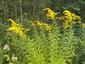 Solidago canadensis 