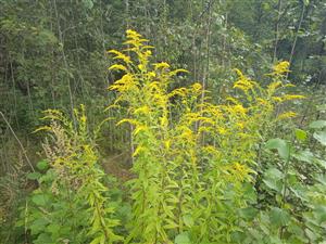 Solidago canadensis 
