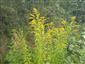 Solidago canadensis 