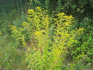 Solidago canadensis 