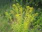 Solidago canadensis 