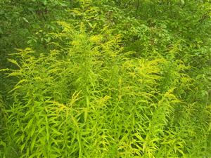 Solidago canadensis 