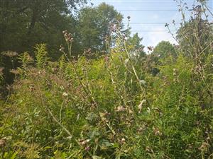 Solidago canadensis 