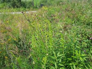 Solidago canadensis 