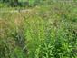 Solidago canadensis 