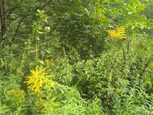 Solidago canadensis 