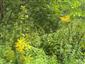 Solidago canadensis 