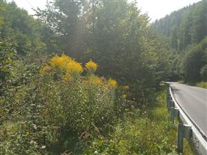 Solidago canadensis 