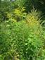 Solidago canadensis 