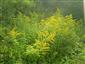 Solidago canadensis 