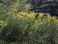 Solidago canadensis 