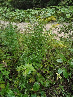 Solidago canadensis 