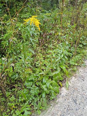 Solidago canadensis 