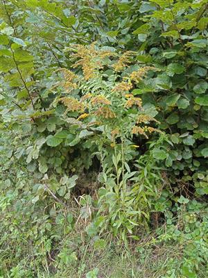 Solidago canadensis 