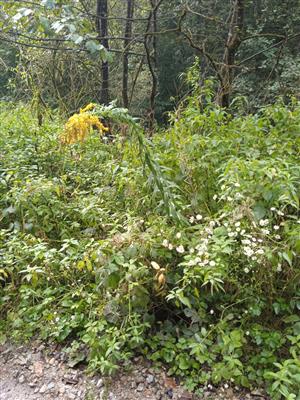 Solidago canadensis 