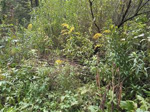 Solidago canadensis 