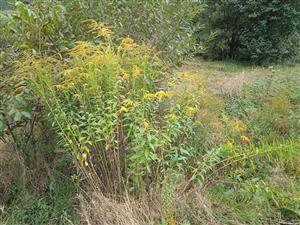 Solidago canadensis 