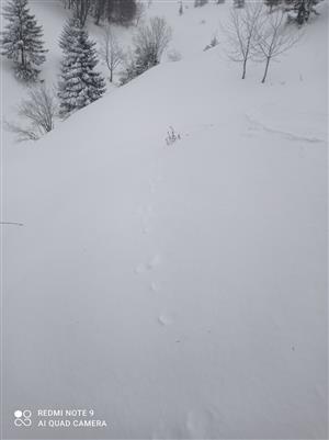 Fotografia stopovej dráhy zajaca poľného / Lepus europaeus