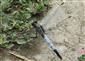 Orthetrum albistylum (Selys, 1848)