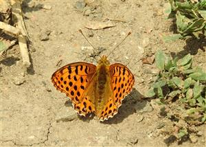 Perlovec malý (Issoria lathonia)