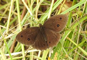Očkáň ovsíkový (Minois dryas)