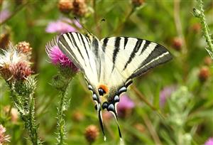 Vidlochvost ovocný (Iphiclides podalirius)