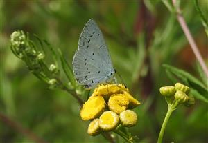 Modráčik krušinový (Celastrina argiolus)